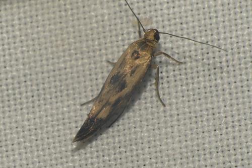Scythris limbella